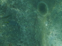 Prionurus laticlavius