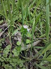 Sherardia arvensis