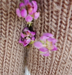 Polygala curtissii