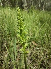 Microtis arenaria