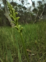 Microtis arenaria