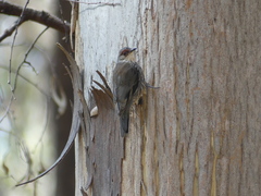 Climacteris erythrops