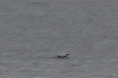 Brachyramphus marmoratus