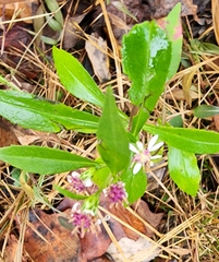 Polygala curtissii