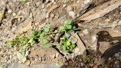 Medicago polymorpha