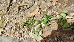 Medicago polymorpha