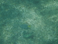 Prionurus laticlavius