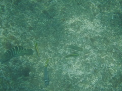 Prionurus laticlavius