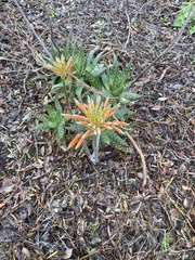 Aloe maculata