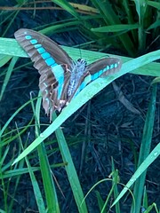 Graphium sarpedon connectens