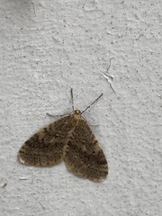 Operophtera bruceata