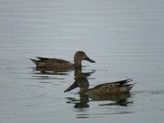 Spatula clypeata × cyanoptera