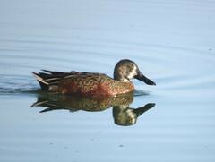 Spatula clypeata × cyanoptera