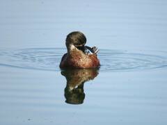 Spatula clypeata × cyanoptera