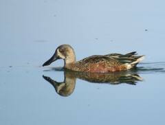 Spatula clypeata × cyanoptera