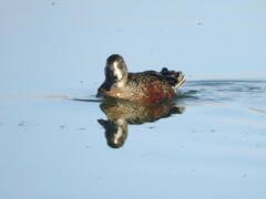 Spatula clypeata × cyanoptera