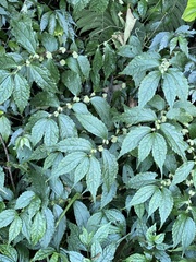 Elatostema cyrtandrifolium
