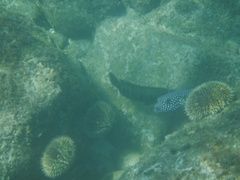 Cephalopholis panamensis