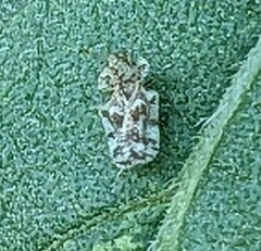 Corythucha marmorata