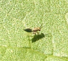 Closterocerus chamaeleon