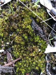 Campylopus introflexus