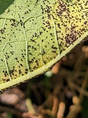 Puccinia helianthi
