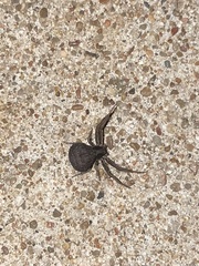 Bassaniana