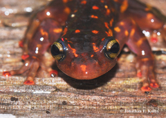 Boophis williamsi