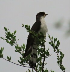 Pachycoccyx audeberti