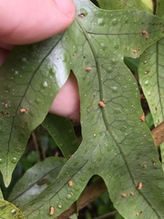 Thylacosceles radians