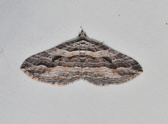 Chrysolarentia severata