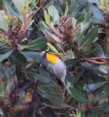 Oreothlypis gutturalis