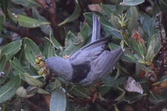 Oreothlypis gutturalis