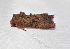 Neumichtis