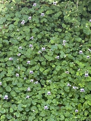 Viola hederacea