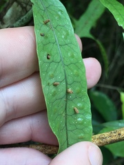 Thylacosceles radians