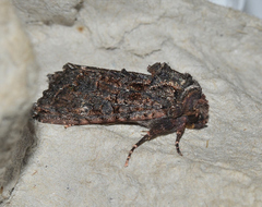 Neumichtis spumigera