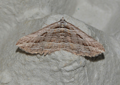 Chrysolarentia severata