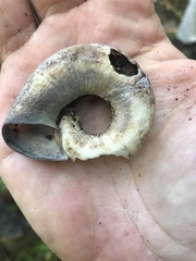 Pedinogyra rotabilis