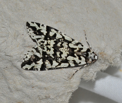 Archephanes zalosema