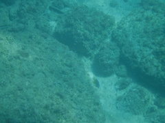 Stegastes flavilatus