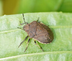 Paradictyotus fuscus