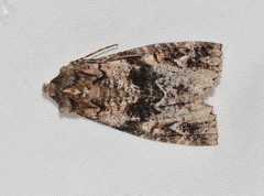 Chlenias ochrocrana