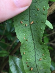 Thylacosceles radians