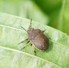 Paradictyotus fuscus