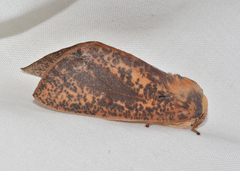 Plesanemma altafucata