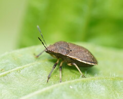 Paradictyotus fuscus