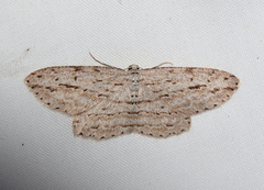 Boarmia phricomita