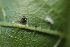 Theridula