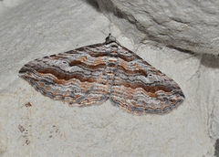 Chrysolarentia severata